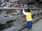 桜咲く＠浮見堂の橋