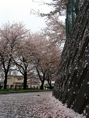 桜雨１