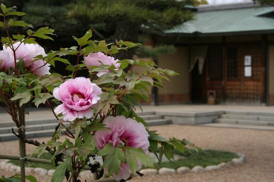 日本庭園１